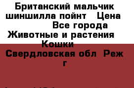 Британский мальчик шиншилла-пойнт › Цена ­ 5 000 - Все города Животные и растения » Кошки   . Свердловская обл.,Реж г.